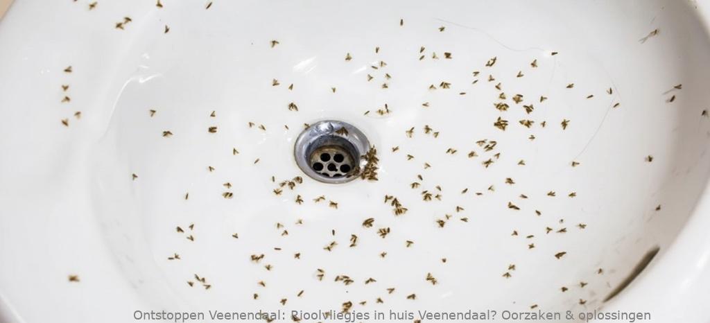 Rioolvliegjes in huis Veenendaal? Oorzaken & oplossingen